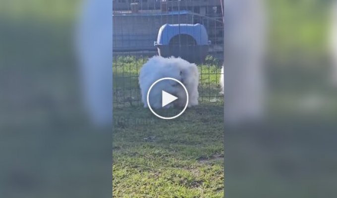 Ангорский гигант - самый пушистый кролик
