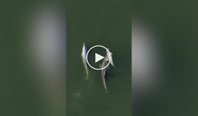 Самка дельфина несколько дней не могла расстаться с умершим детенышем