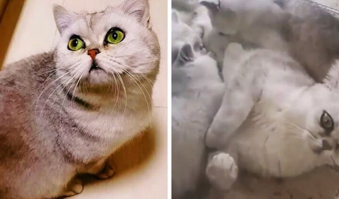 Кошка 40 дней прожила одна дома и родила себе компанию (3 фото + 1 видео)