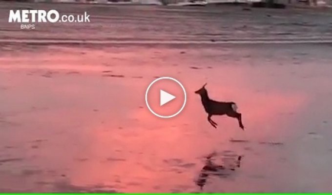 Молодой олень прыгает по обмелевшей гавани