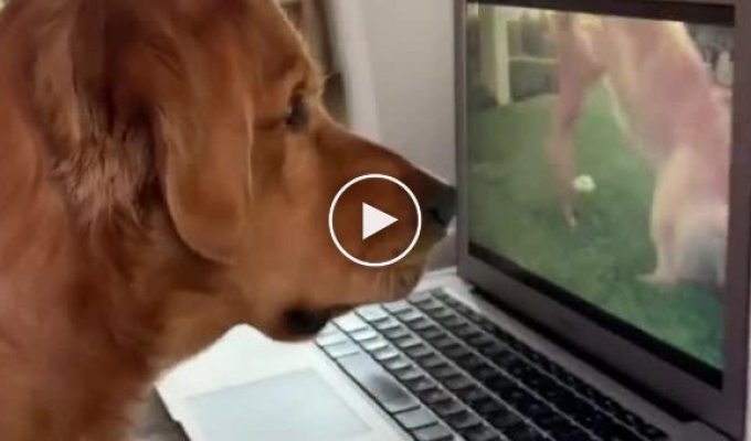 Хозяин включил собаке старые видео с ее участием
