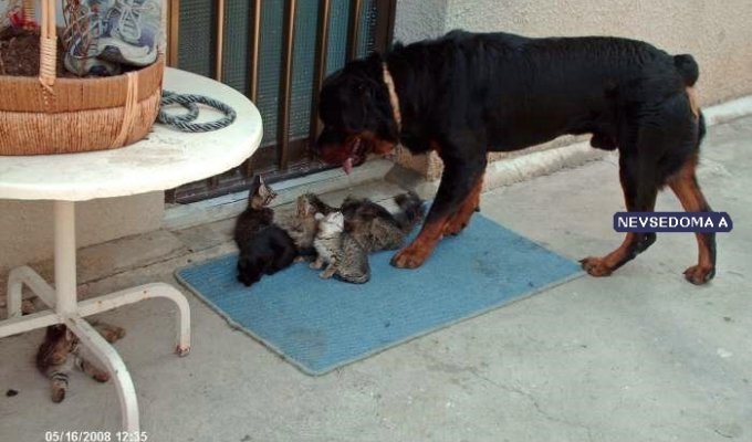 Пес и котята, дружняя семья (5 фотографий)