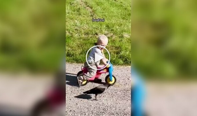The crow made friends with a two-year-old boy