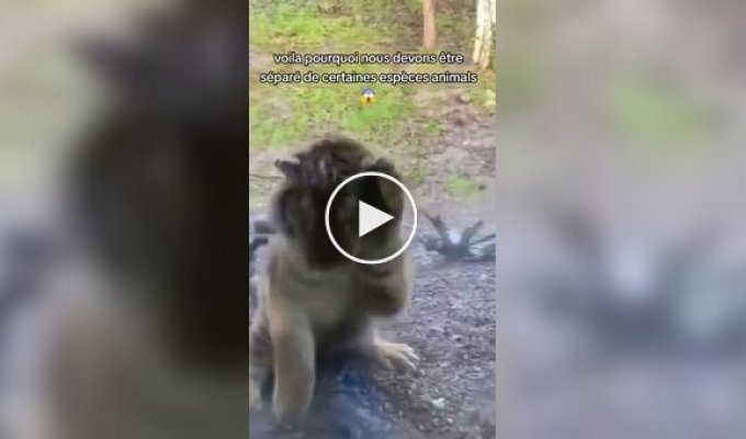 Big cats try to attack children in zoos
