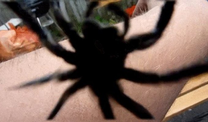 А вы до сих пор не боитесь пауков? (15 гифок)
