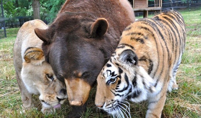Очередная подборка дружбы среди животных (15 фото)