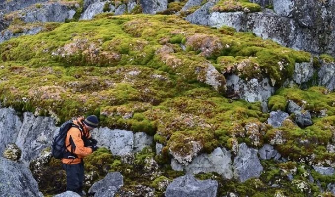 Plants that have never been there have begun to spread across Antarctica (4 photos)