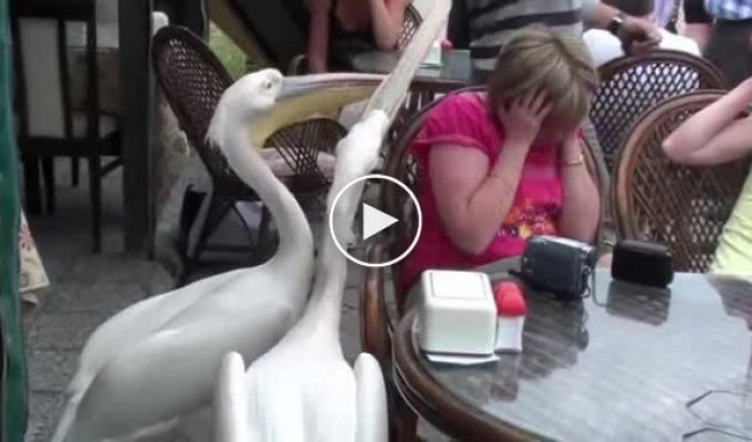 Пеликаны атакуют