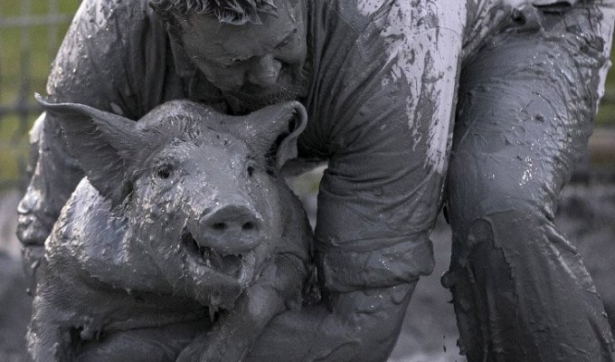 Свинский фестиваль в Квебеке (17 фото)