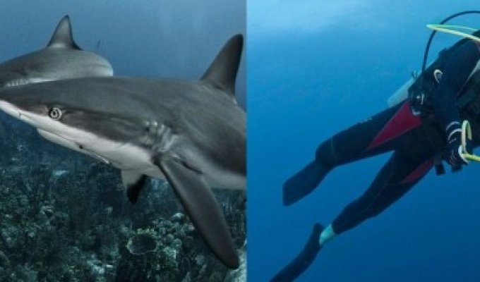 Акулы научились охотиться на рыбу-зебру (9 фото)