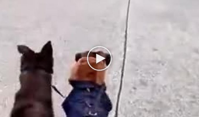 Интересная реакция собак на робопса во время прогулки