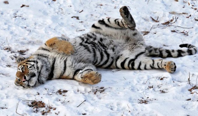 В Приморском Сафари-парке уже четвертый день в одном вольере живут тигр и козел (3 фото)