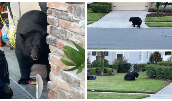 The bear raided the refrigerator, snacking on fish fingers and strawberry sauce (6 photos + 1 video)