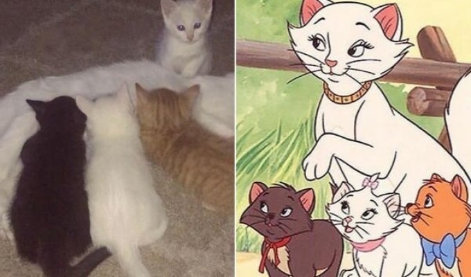 Кошка по кличке Герцогиня недавно родила всех персонажей из мультфильма «Коты Аристократы» (10 фото)