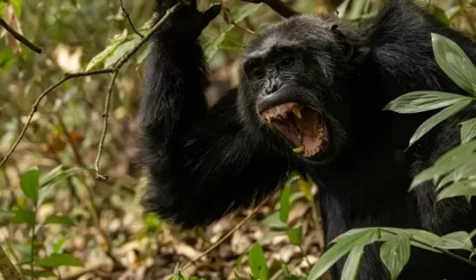 Вчені зафіксували в Уганді "громадянську війну" між шимпанзе (3 фото)