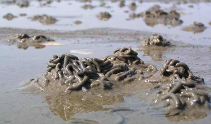 Lugworms: What Are Those Strange Sand Mounds on Northern Beaches? (10 Photos)