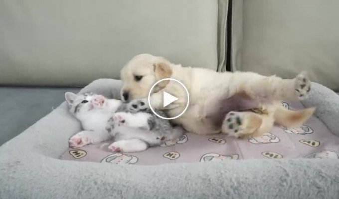 Кошеня та щеня