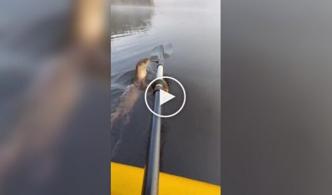 Otter greets its savior