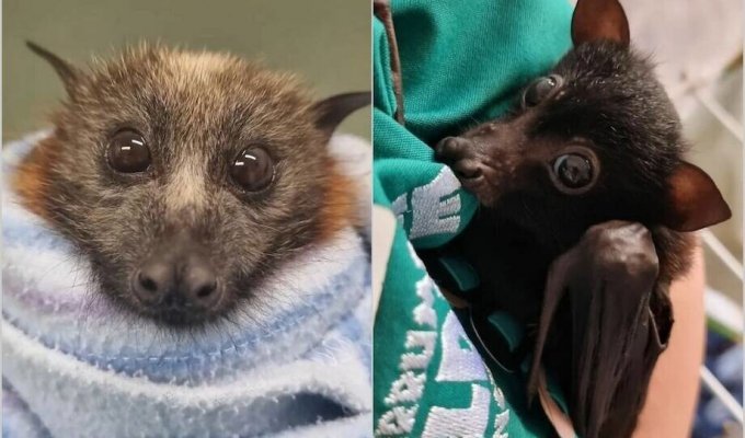 14 чарівних фото про те, як ветеринар рятує осиротілих кажанів (15 фото)