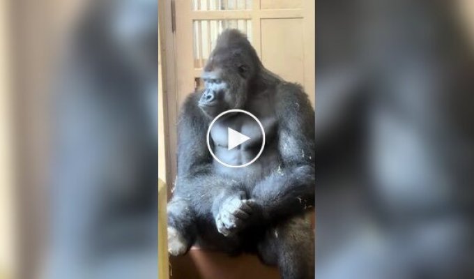A male gorilla was deep in thought