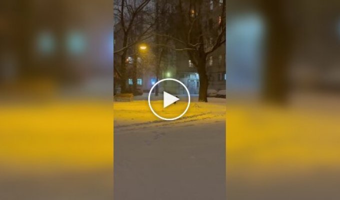 Кошка радуется снегу