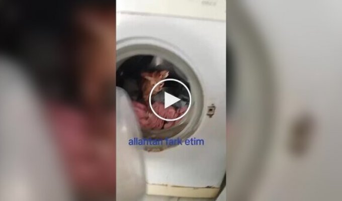 Турок постирал своих кошек в стиральной машине