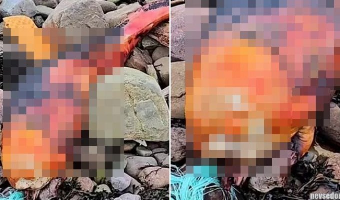 A strange orange creature was discovered on a British beach (5 photos)