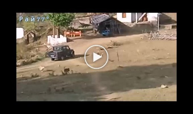 Корова отбила теленка у голодного тигра на глазах у туристов в Индии
