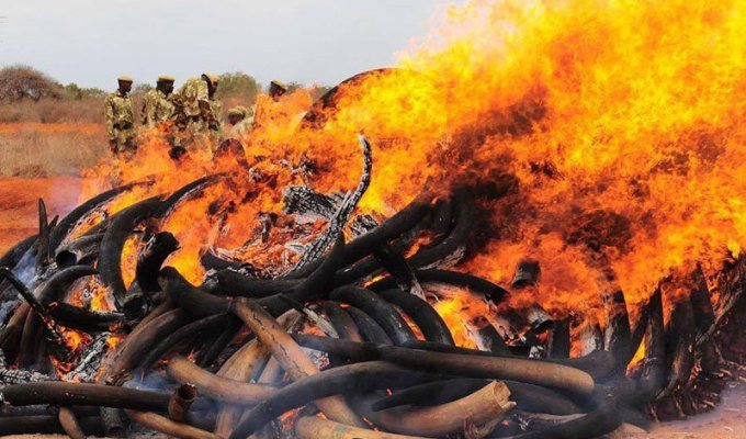 В Камеруне сожгли 2000 слоновьих бивней в рамках акции против браконьерства (6 фото)