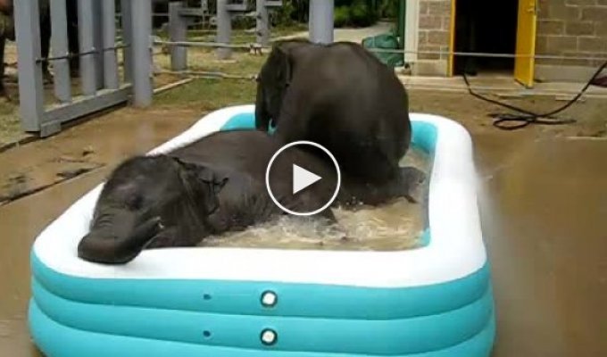 Слоники купаются в маленьком бассейне