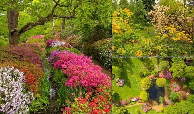 Британские садоводы делятся фотографиями цветущих рододендронов (20 фото)