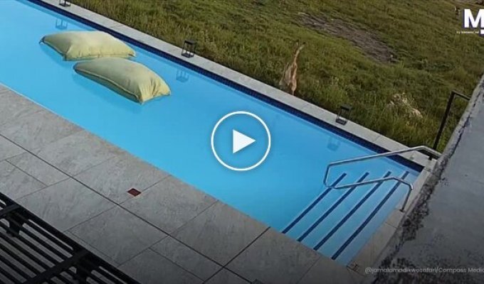 В Южной Африке антилопа совершила отчаянный прыжок к спасению