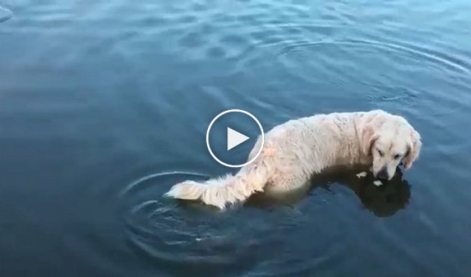 Этот пес – прирожденный рыболов!