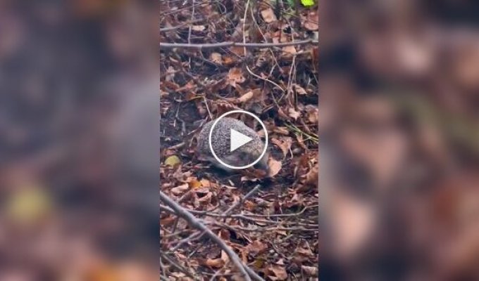 еж готовится к зимней спячке
