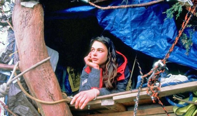 A feat for nature: the story of an eco-activist who lived atop a giant sequoia for 738 days (3 photos)