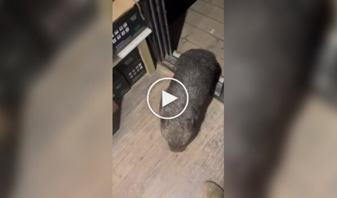 Вомбат обожает обнимашки