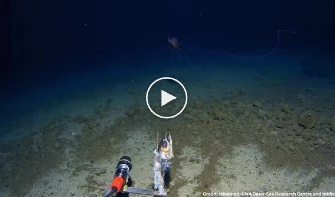 Scientists filmed a rare squid with huge tentacles