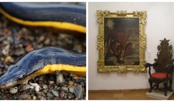 От недовольного  воскресшего до обезболивающих скатов: 8 исторических фактов,  в которые трудно поверить, но они правдивы (9 фото)