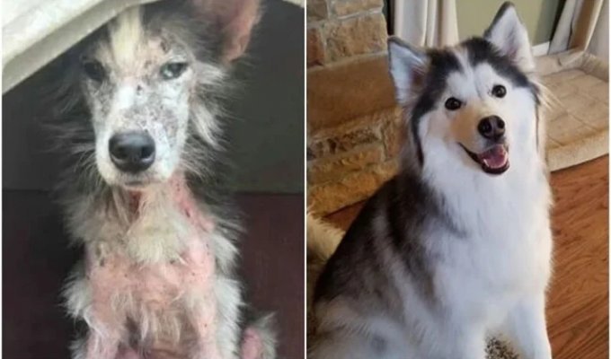 33 soul-stirring photos of dogs before and after rescue (35 photos)
