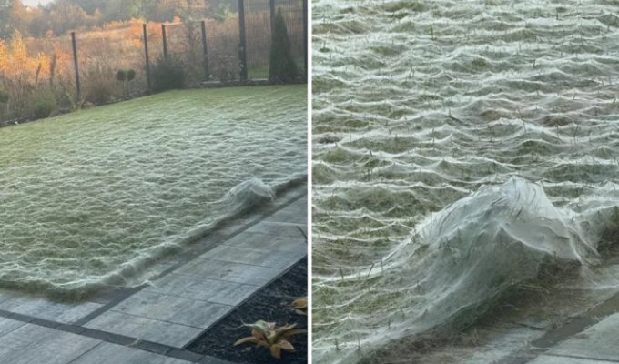 Паучий остров: километры паутины превратили эту землю в фильм ужасов (11 фото)