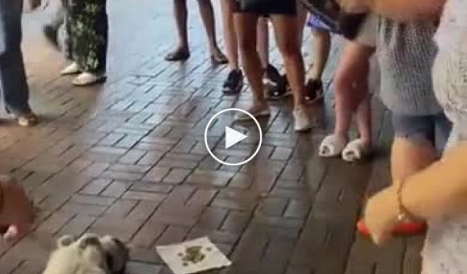 Cats in Turkey take advantage of their cuteness and collect money from passers-by
