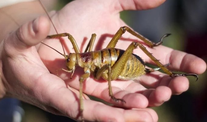 Saving the Giant Wetapunga Insect (4 Photos)
