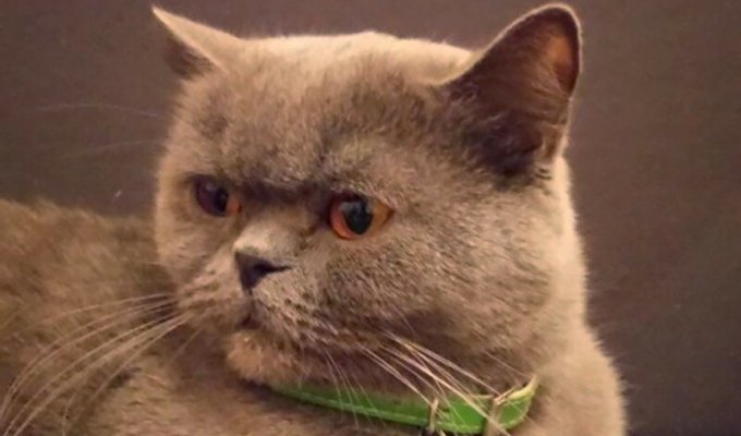 «Лечит от похмелья»: житель Ростова решил продать кошку за 250 тысяч долларов (4 фото)