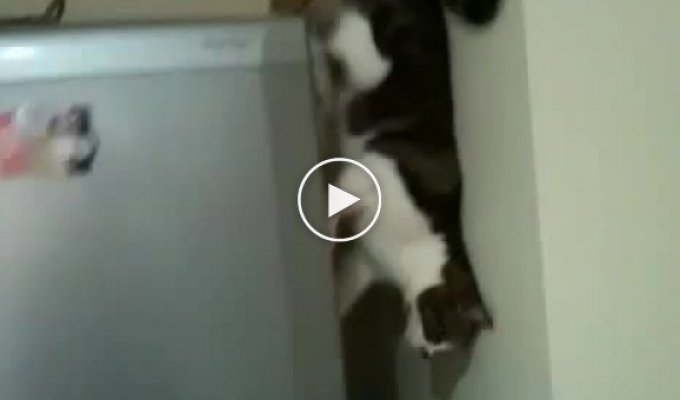 Кот против гравитации