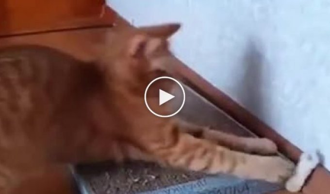 A day in the life of an active ginger cat