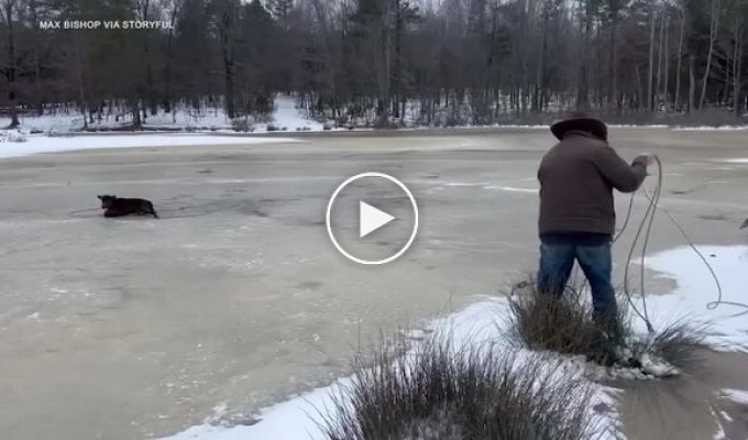 Cowboy saves calf with lasso