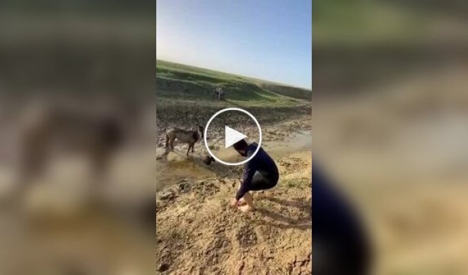 Мужчина спас жеребенка, застрявшего в грязи