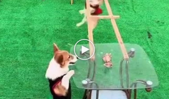 Corgi's desperate attempts to get to the treat
