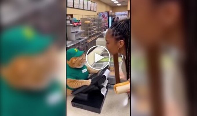 Из жизни нейрокотов