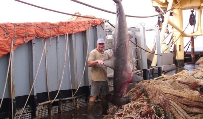 Как белорус добывал Rolex в желудке акулы (33 фото)